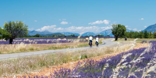 Cycle by gorgeous lavender fields in Provence